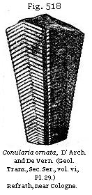 Fig. 518: Conularia ornata.