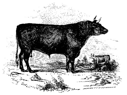 DEVON.

The best Devon Bull over Three Years Old: Owned by W. P. and C. S.
Wainwright.