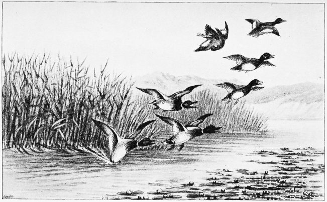 Plate XXXII.

MALLARDS AND FERRUGINOUS DUCKS—ALAMILLO.

Page 268.