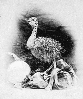 Ostrich chick.