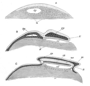 Illustration: Figure 19