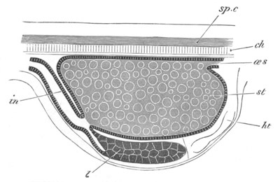 Illustration: Figure 56