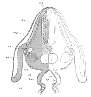 Illustration: Figure 117