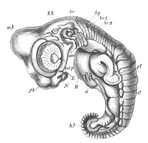 Illustration: Figure 132