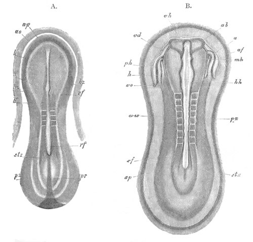 Illustration: Figure 144