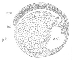 Illustration: Figure 171