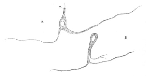 Illustration: Figure 237