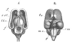 Illustration: Figure 258