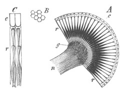 Illustration: Figure 283