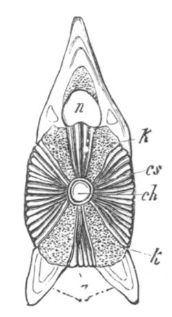 Illustration: Figure 319