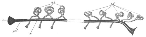 Illustration: Figure 387