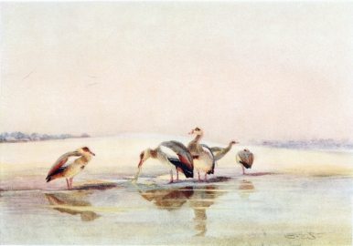 EGYPTIAN GEESE