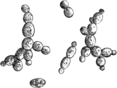 fermento del mosto