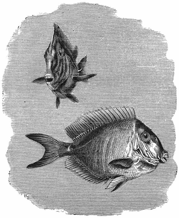 Leervisch (Acanthurus chirurgus). ¼ v. d. ware grootte.