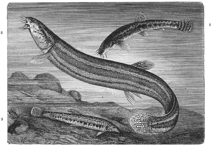 1) Gebaarde Modderkruiper (Nemachilus barbatulus), 2) Modderkruiper (Misgurnus fossilis), 3) Kleine Modderkruiper (Cobitus taenia). ½ v. d. ware grootte.