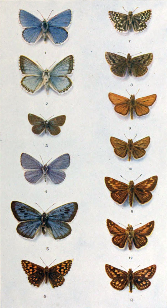 Plate 13