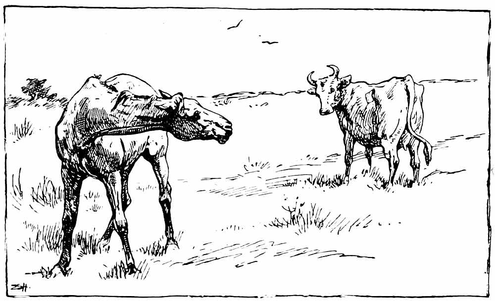 Horse and cow