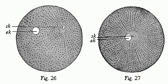 Figs. 26 and 27--Impregnation of the ovum of the sea-urchin.