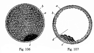 The visceral embryonnic vesicle (blastocystis or gastrocystis) of a rabbit.
