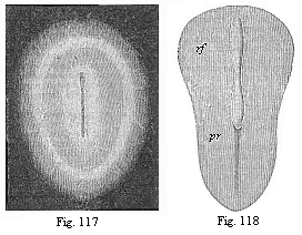 Fig. 117. Oval germinal disk of the rabbit, magnified. Fig. 118. Pear-shaped germinal shield of the rabbit (eight days old), magnified.